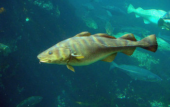 cod swiming in the ocean.